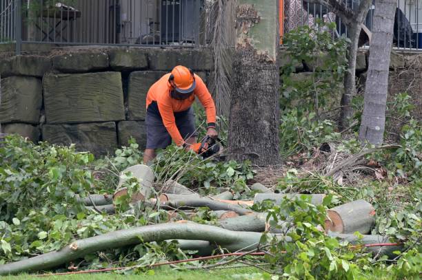 How Our Tree Care Process Works  in  Three Lakes, FL