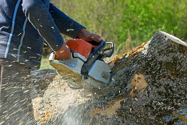 Trusted Three Lakes, FL Tree Services Experts